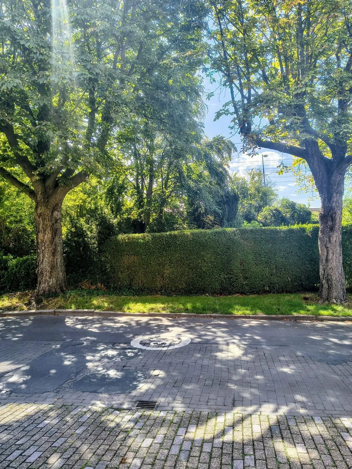 Oude kastanjebomen in de straat voor SaffierSpace
